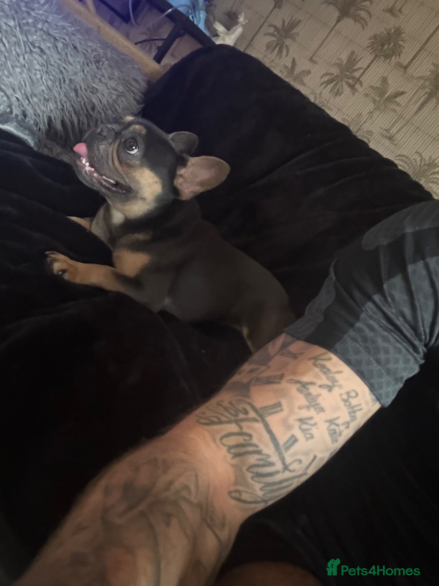 French Bulldog dogs Blue and tan female French bulldog 1yrs - Advert 3