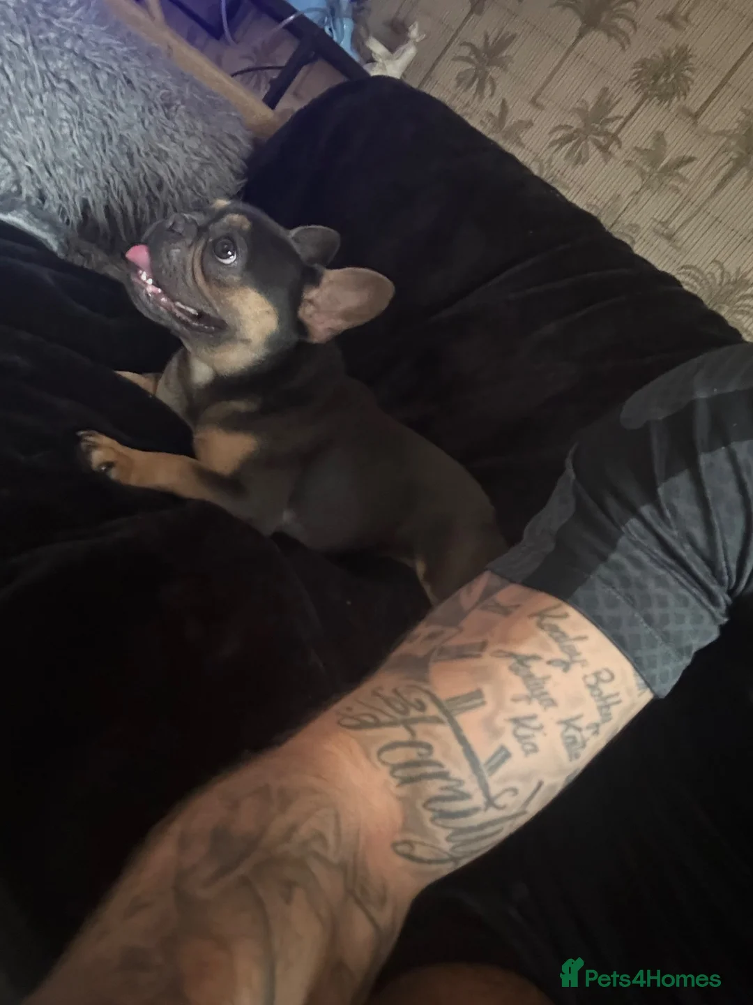French Bulldog dogs for sale: Blue and tan female French bulldog 1yrs in Bury - Advert 1