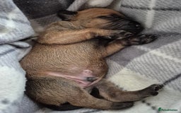 Mixed Breed dogs for sale: Bullmastiff x puppies 🐶  - Image 4