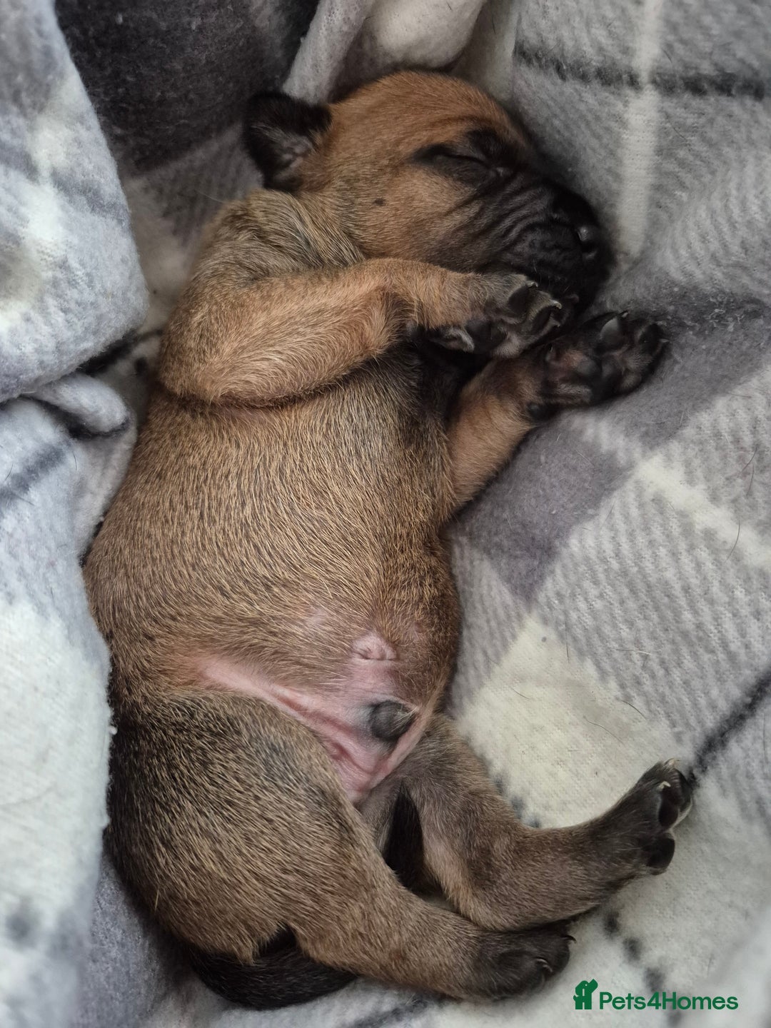 Mixed Breed dogs for sale: Bullmastiff x puppies 🐶  - Image 4