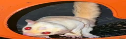 Sugar Glider rodents for sale: Sugar gliders  - Advert 3
