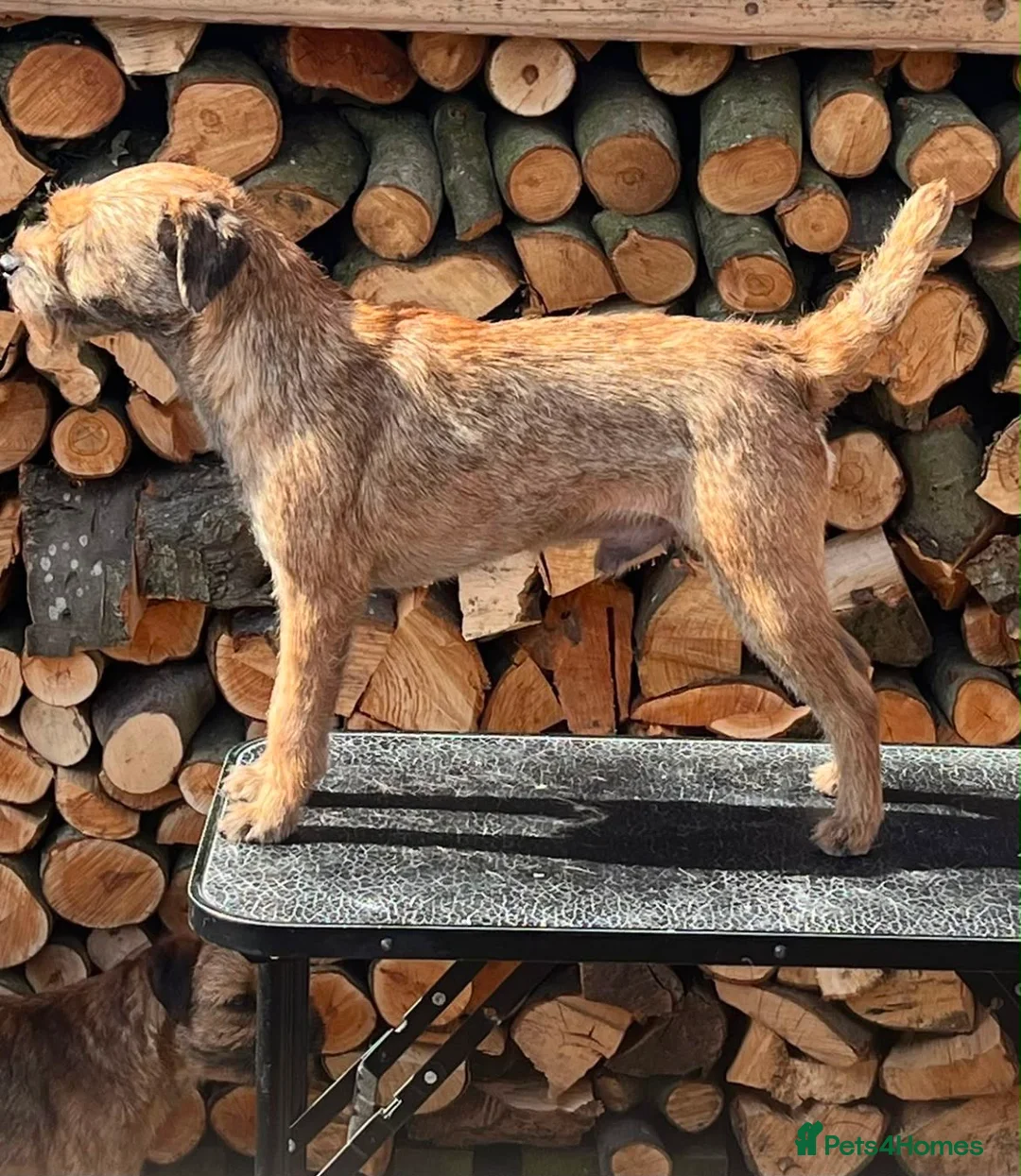 Border Terrier dogs for sale: Three Border Terrier Boys Looking for Forever Home in Seahouses - Advert 9
