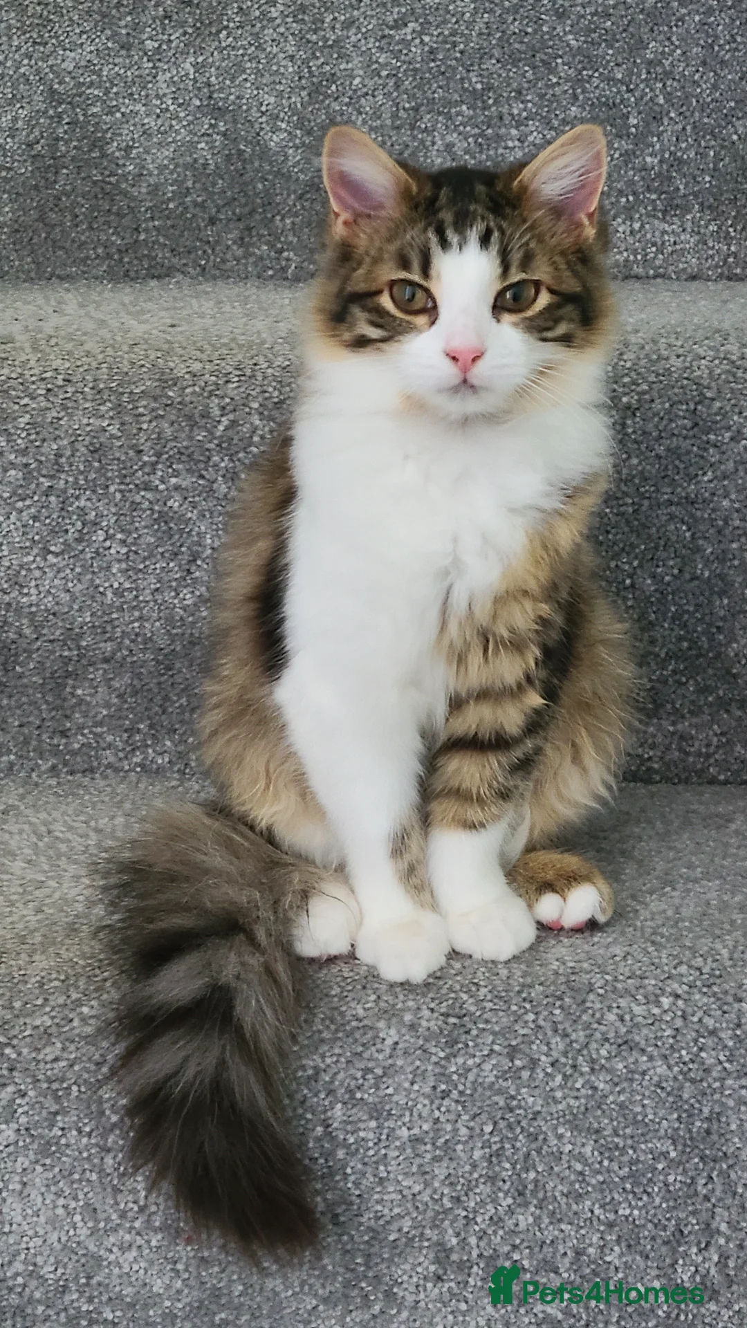 Mixed Breed cats for sale: Beautiful British Long/Short Mix Kitten - Advert 1