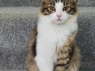 Mixed Breed cats Beautiful British Long/Short Mix Kitten - Advert 6