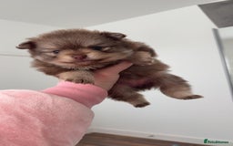 Pomeranian dogs for sale: GORGEOUS POMERANIAN PUPPIES  - Image 17