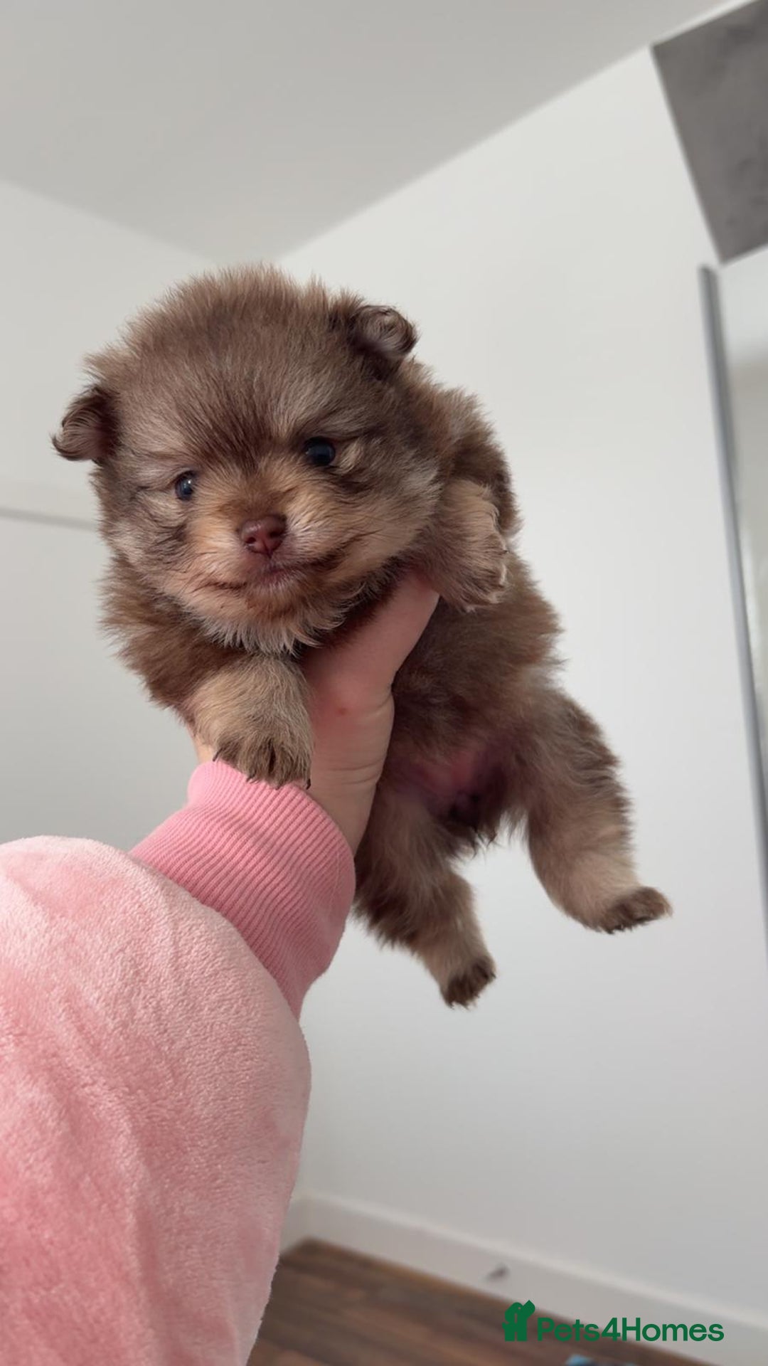 Pomeranian dogs for sale: GORGEOUS POMERANIAN PUPPIES  - Image 17
