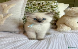 Ragdoll cats for sale: True to type, pure Ragdolls Kittesn - Image 9