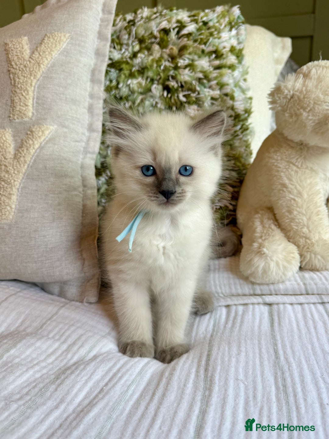 Ragdoll cats for sale: True to type, pure Ragdolls Kittesn - Image 9
