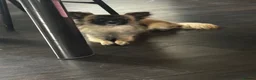 Chihuahua dogs for sale: Male Long Haired Chihuahua! - Advert 6