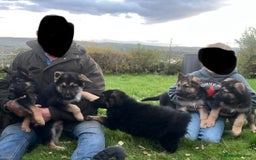 German Shepherd dogs for sale: Beautiful family reared German Shepherd pups - Image 7