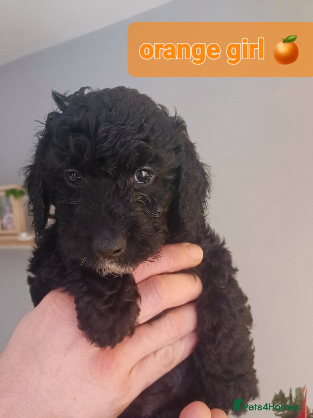 Cavapoo dogs for sale: 🐶  Cavapoo/ miniature poodle 🐶  - Advert 8