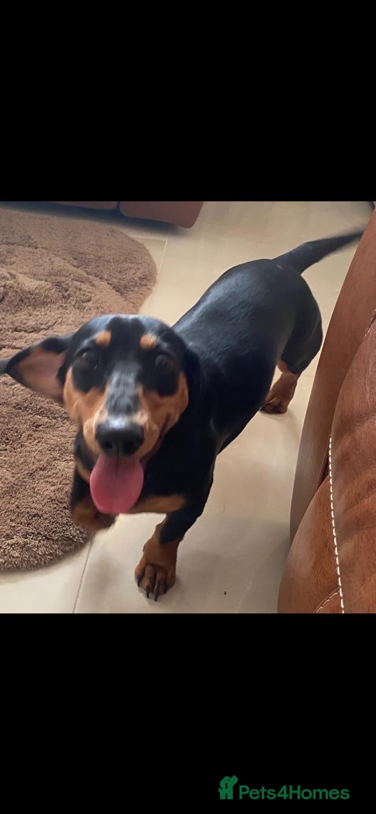 Dachshund dogs 7 beautiful puppy’s looking for a forever home.  - Advert 1