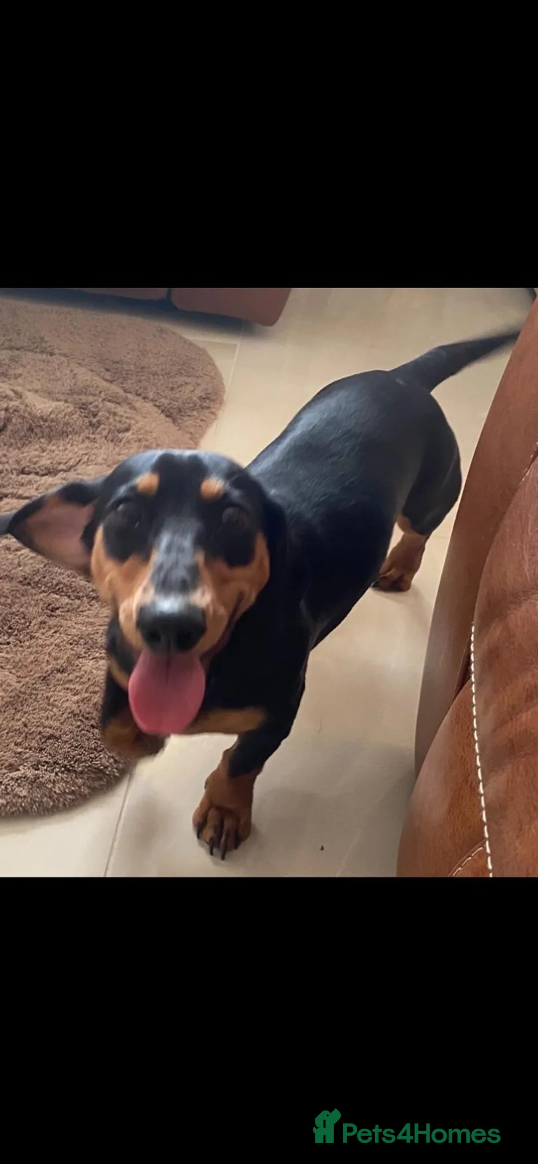 Dachshund dogs for sale: 7 beautiful puppy’s looking for a forever home.  - Advert 1