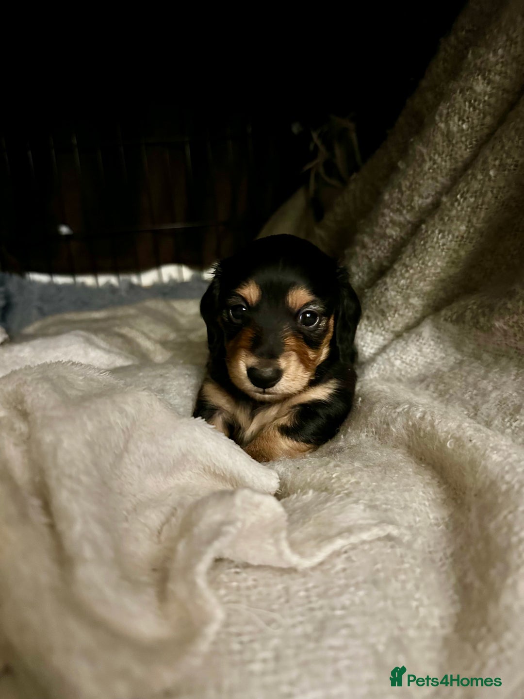Miniature Dachshund dogs for sale: KC reg Long haired miniature dachshund puppies - Advert 14