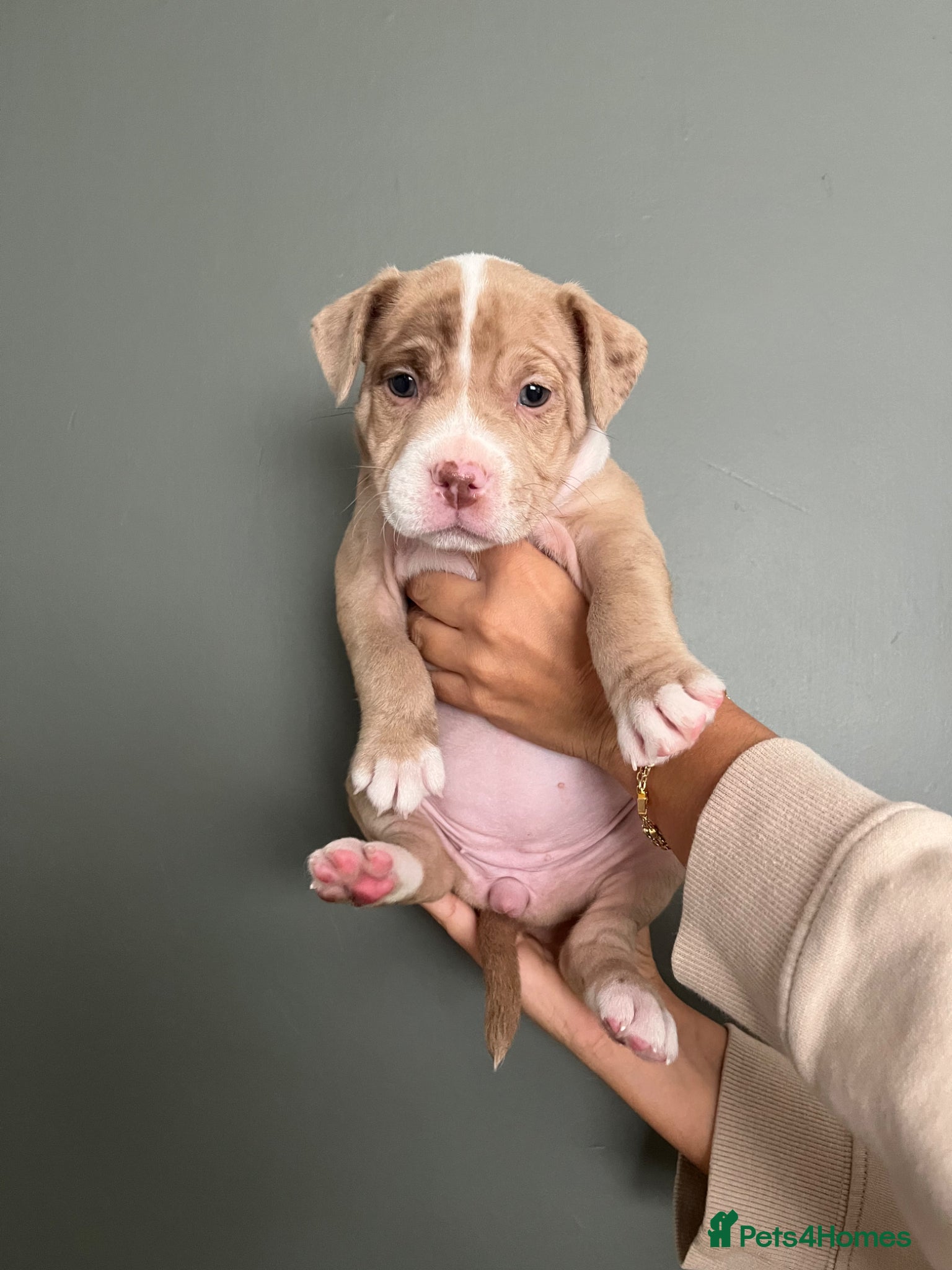 Mixed Breed dogs ⭐️Ready to leave⭐️ Beautiful Bully x staffy pups - Advert 21