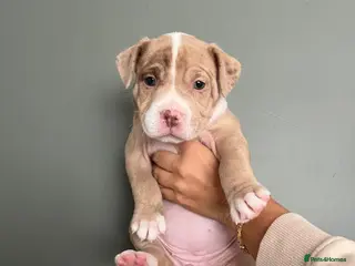 Mixed Breed dogs ⭐️Ready to leave⭐️ Beautiful Bully x staffy pups - Advert 21