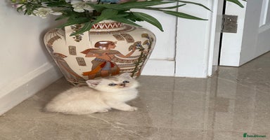 Scottish Fold cats *LUXURY SCOTTISH FOLD & 1 STRAIGHT KITTENS* - Advert 8