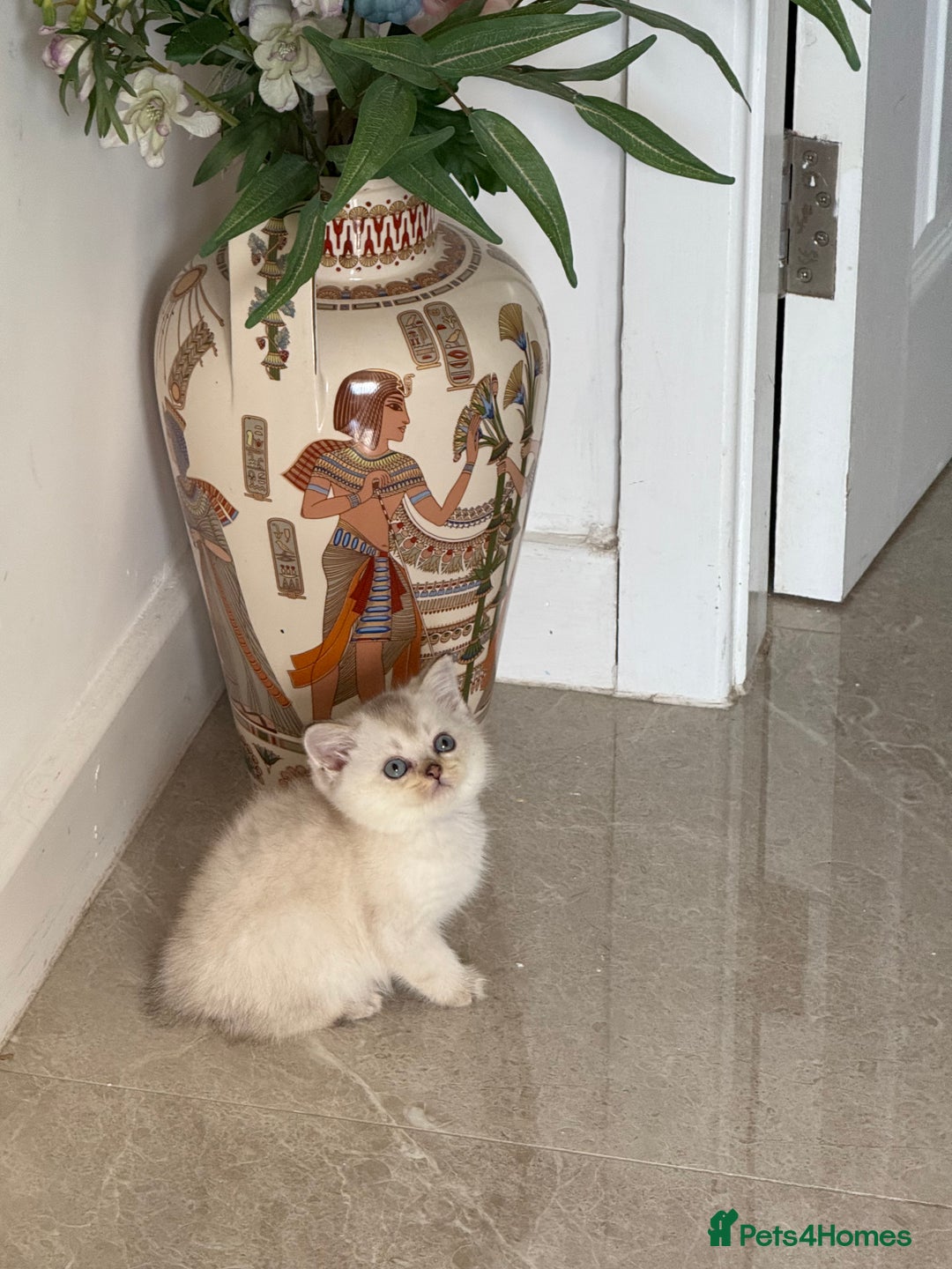 Scottish Fold cats for sale: *LUXURY SCOTTISH FOLD & 1 STRAIGHT KITTENS* - Advert 3