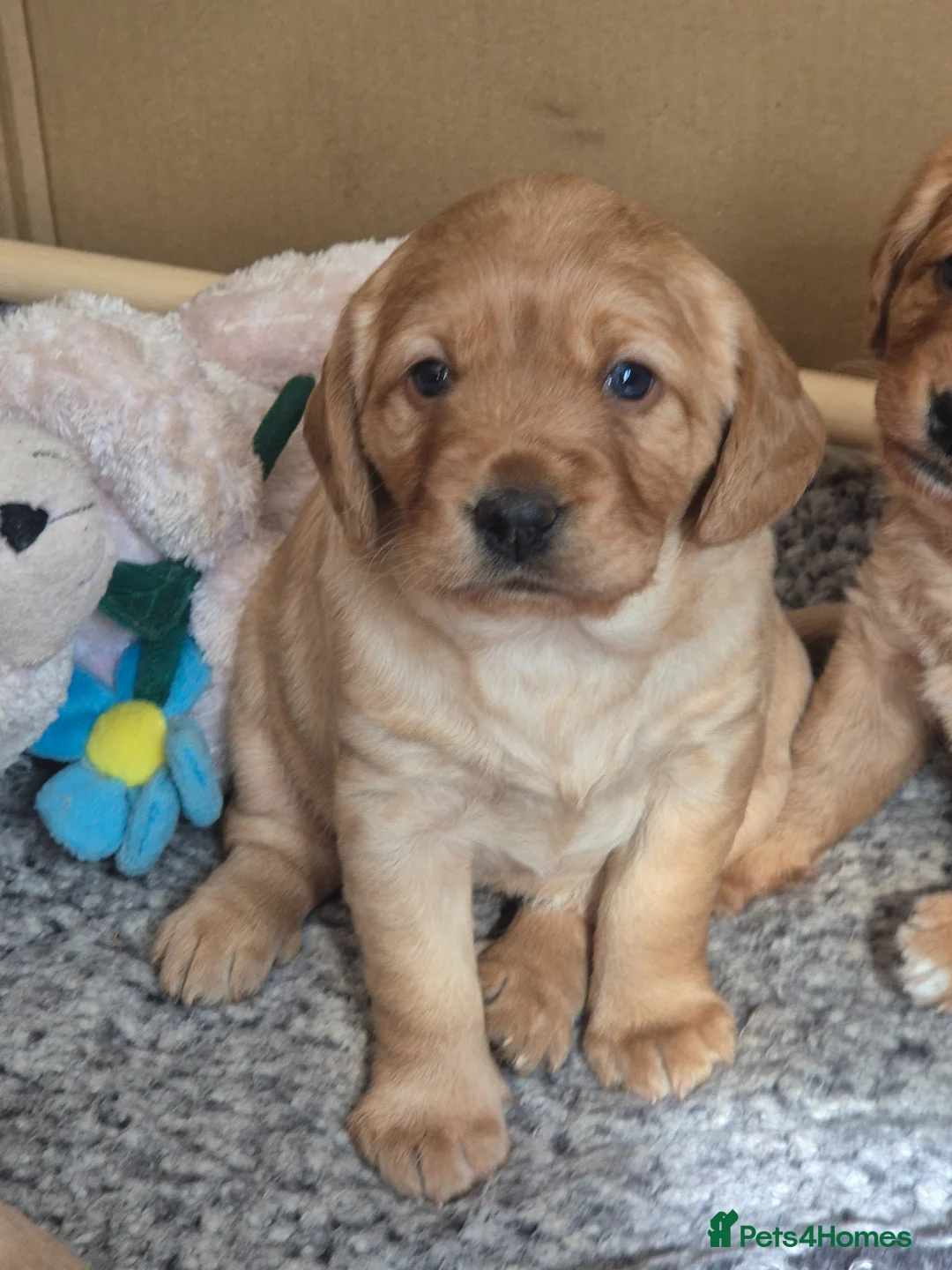 Labradoodle dogs for sale: F1 female Minature labradoodle puppy in Newmarket - Advert 1