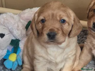 Labradoodle dogs F1 female Minature labradoodle puppy - Advert 1