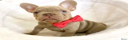 French Bulldog dogs for sale: NEWSHADE ISABELLA AND MERLE FRENCH BULLDOGS - Advert 8