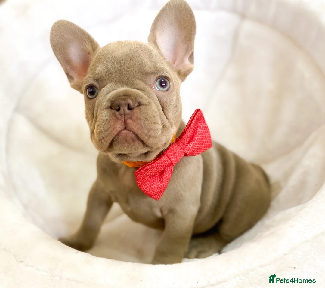 French Bulldog dogs for sale: NEWSHADE ISABELLA AND MERLE FRENCH BULLDOGS - Advert 8