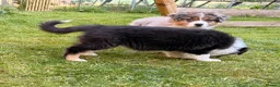 Australian Shepherd dogs for sale: The last beautiful female Australian Shepherd in Poole - Advert 16