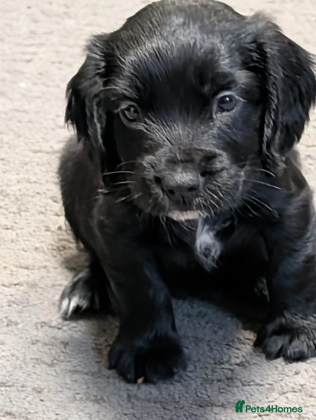 Sprocker dogs for sale: Sprocker girls - Advert 1