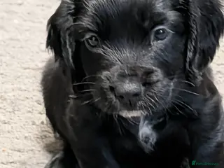 Sprocker dogs Sprocker girls - Advert 1