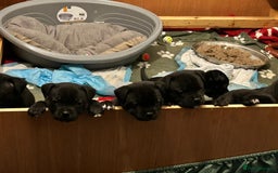 Staffordshire Bull Terrier dogs for sale: Staffordshire bull terrier puppies - Advert 4