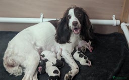 English Springer Spaniel dogs for sale: Working English Springer Spaniel Puppies - Image 8