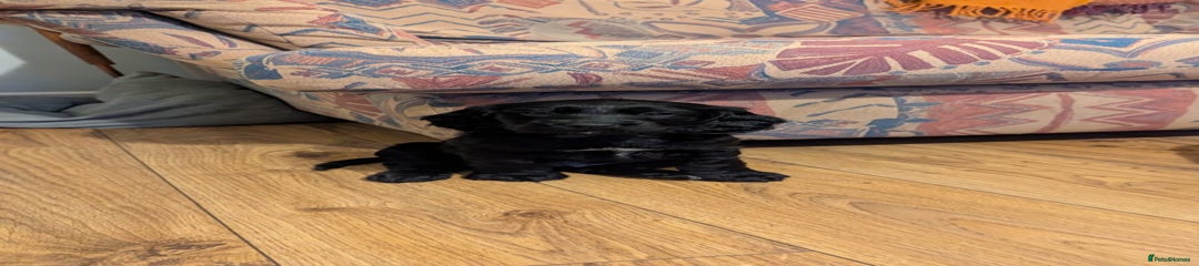 Cocker Spaniel Puppy 1