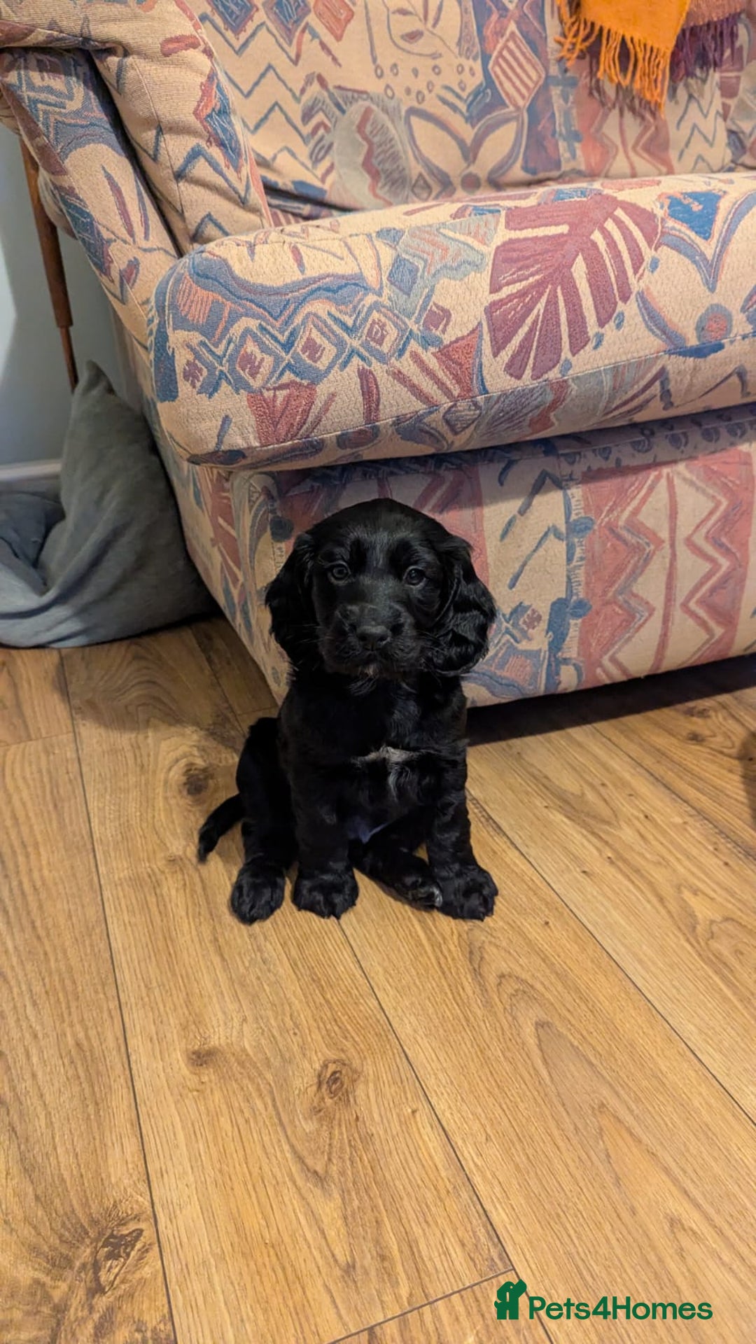 Cocker Spaniel dogs for sale: Working Cocker Spaniel puppies - Advert 30