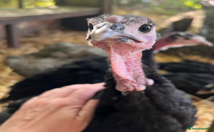 Turkeys poultry - Advert 1