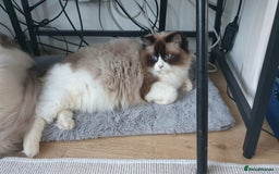 Ragdoll cats for sale: Ragdoll girl !!!  - Image 7