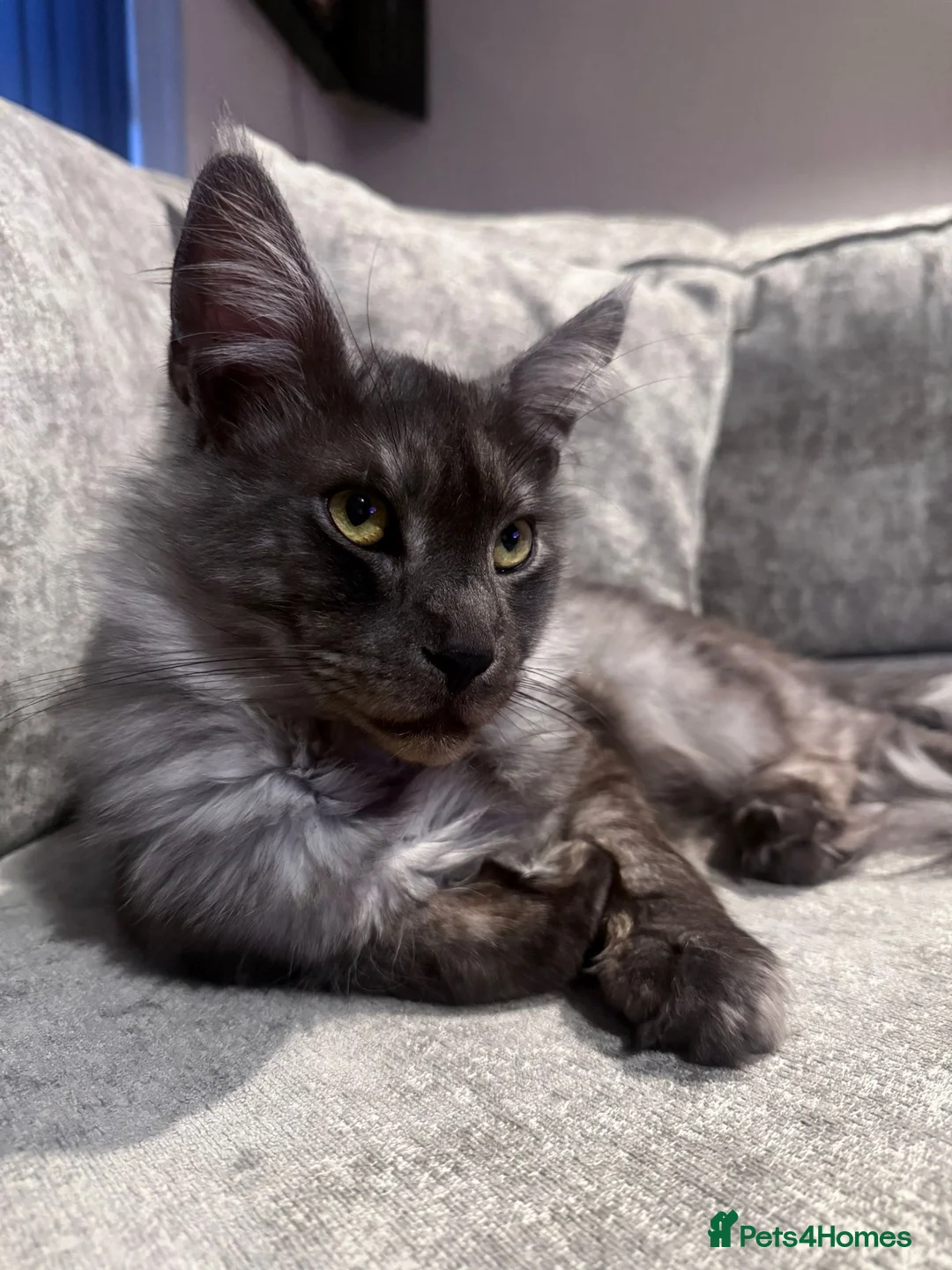 Maine Coon cats for sale: Maine Coon boy looking for forever home - Advert 1