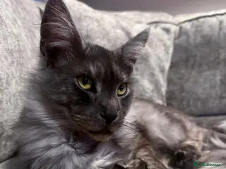 Maine Coon cats Maine Coon boy looking for forever home - Advert 1
