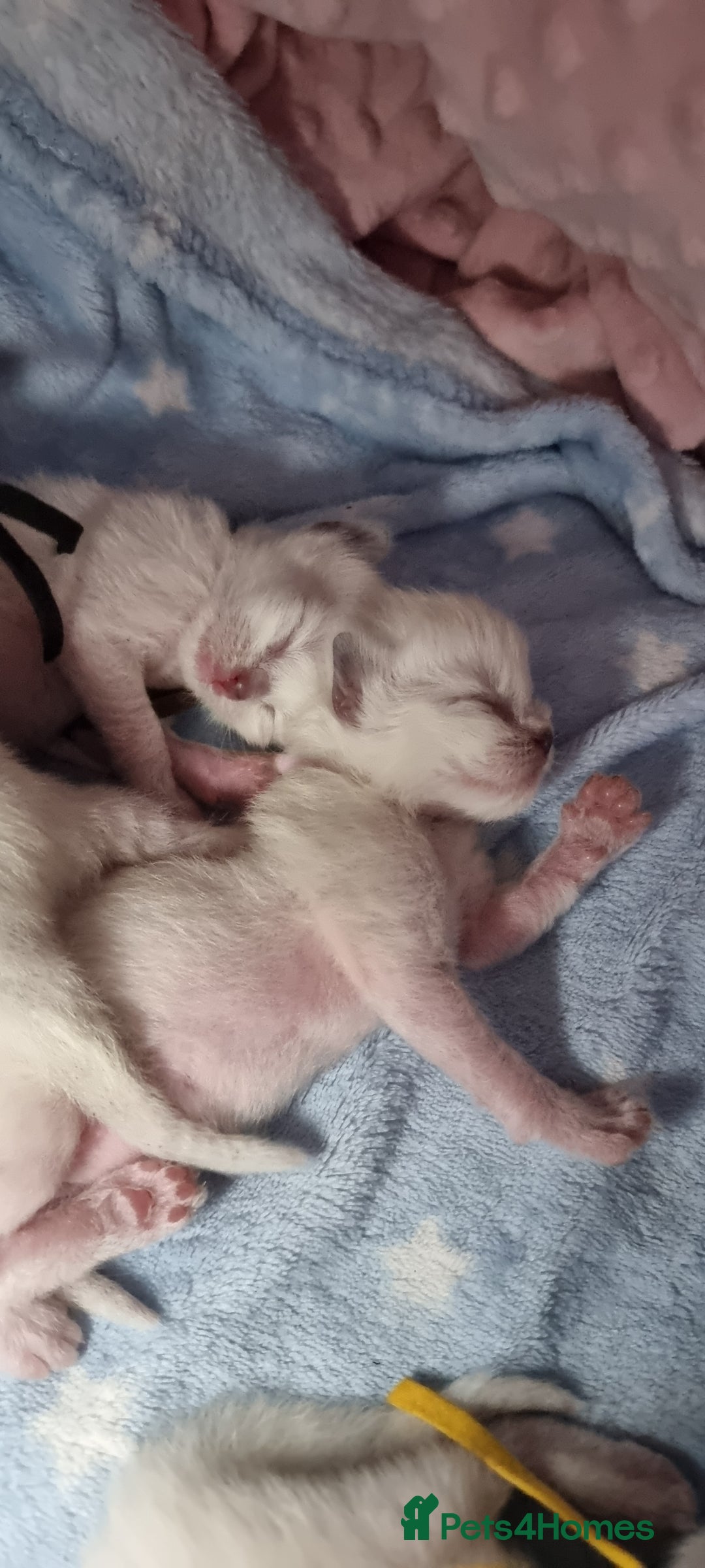 Ragdoll cats for sale: Adorable Ragdoll Kittens - READY NEXT WEEK - Image 12