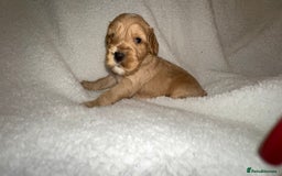Cocker Spaniel dogs for sale: Show cocker spaniel pups ready 4th November  - Image 17