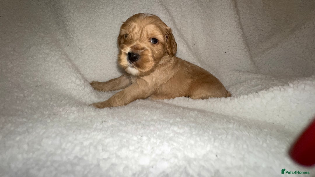 Cocker Spaniel dogs for sale: Show cocker spaniel pups ready 4th November  - Image 17