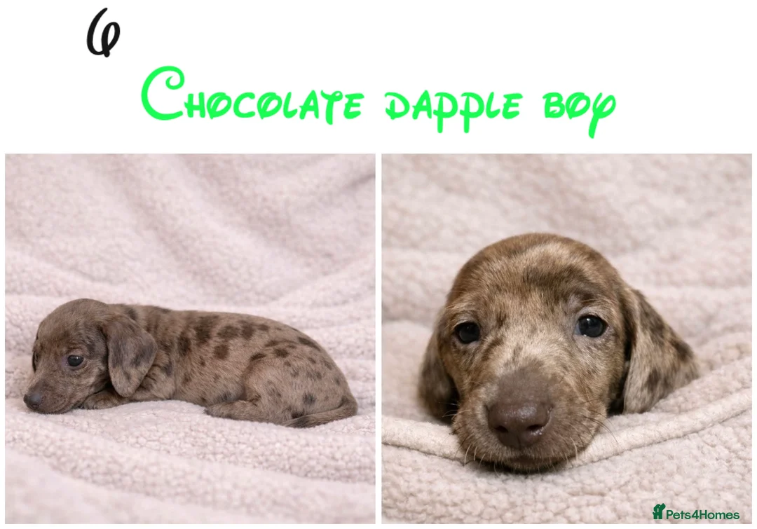 Miniature Dachshund dogs for sale: Miniature dachshund puppies - Advert 4