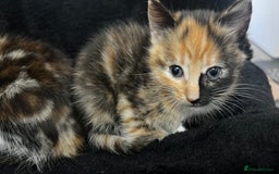 Bengal cats for sale: Beautiful Kittens - Image 6