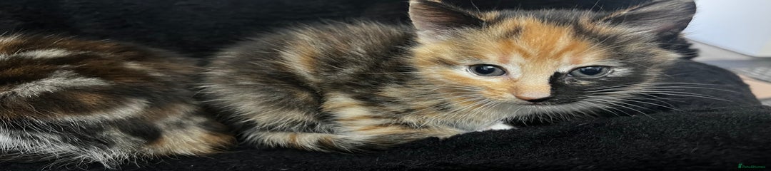Kurilian Kitten 3