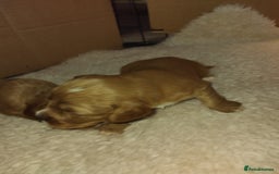 Cockalier dogs for sale: Cockerliers  f1 health tested parents - Image 12