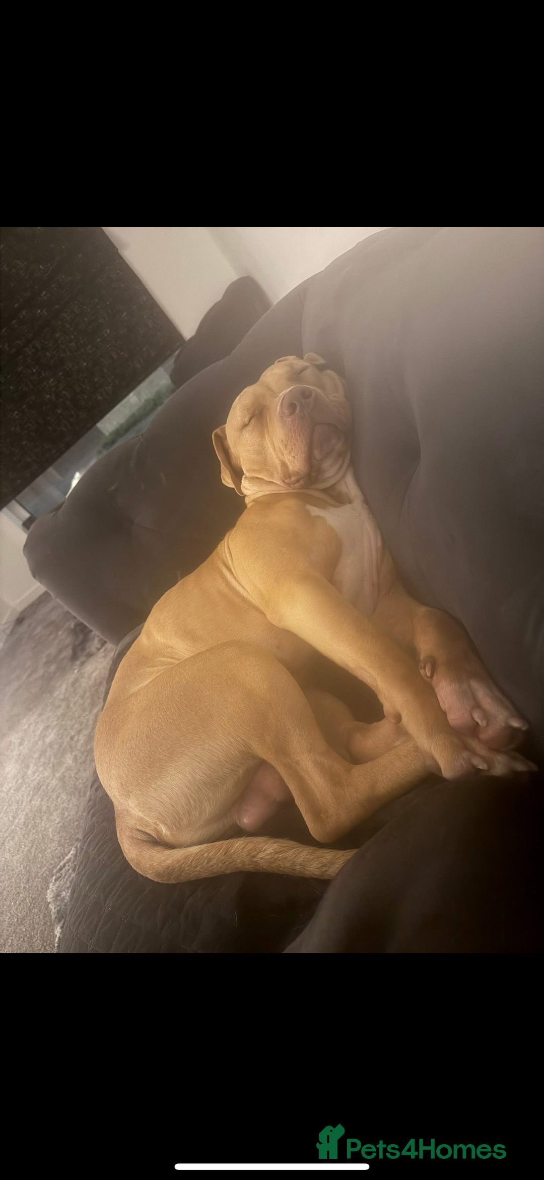 American Bulldog dogs for sale: Handsome and super active boy for rehoming - Image 12