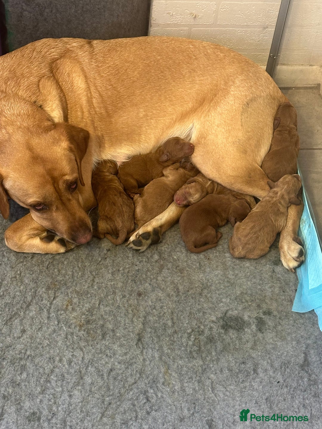Labradoodle dogs for sale: Miniature F1 Labradoodles  - Advert 22