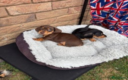 Miniature Dachshund dogs for sale: Miniature dachshund puppies  - Image 20