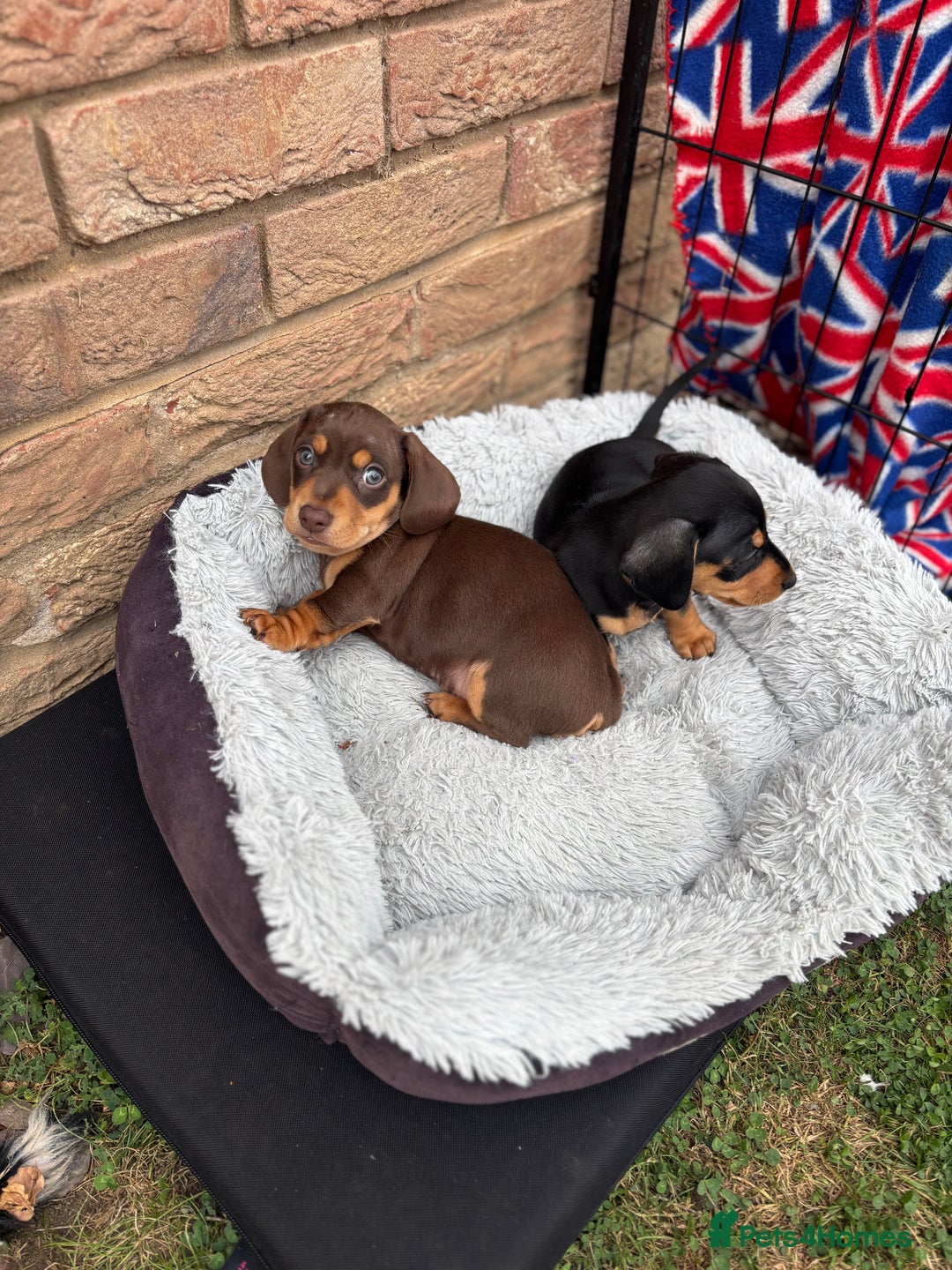 Miniature Dachshund dogs for sale: Miniature dachshund puppies  - Image 20