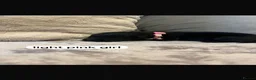 Labrador Retriever dogs for sale: Labrador Puppies - Advert 8