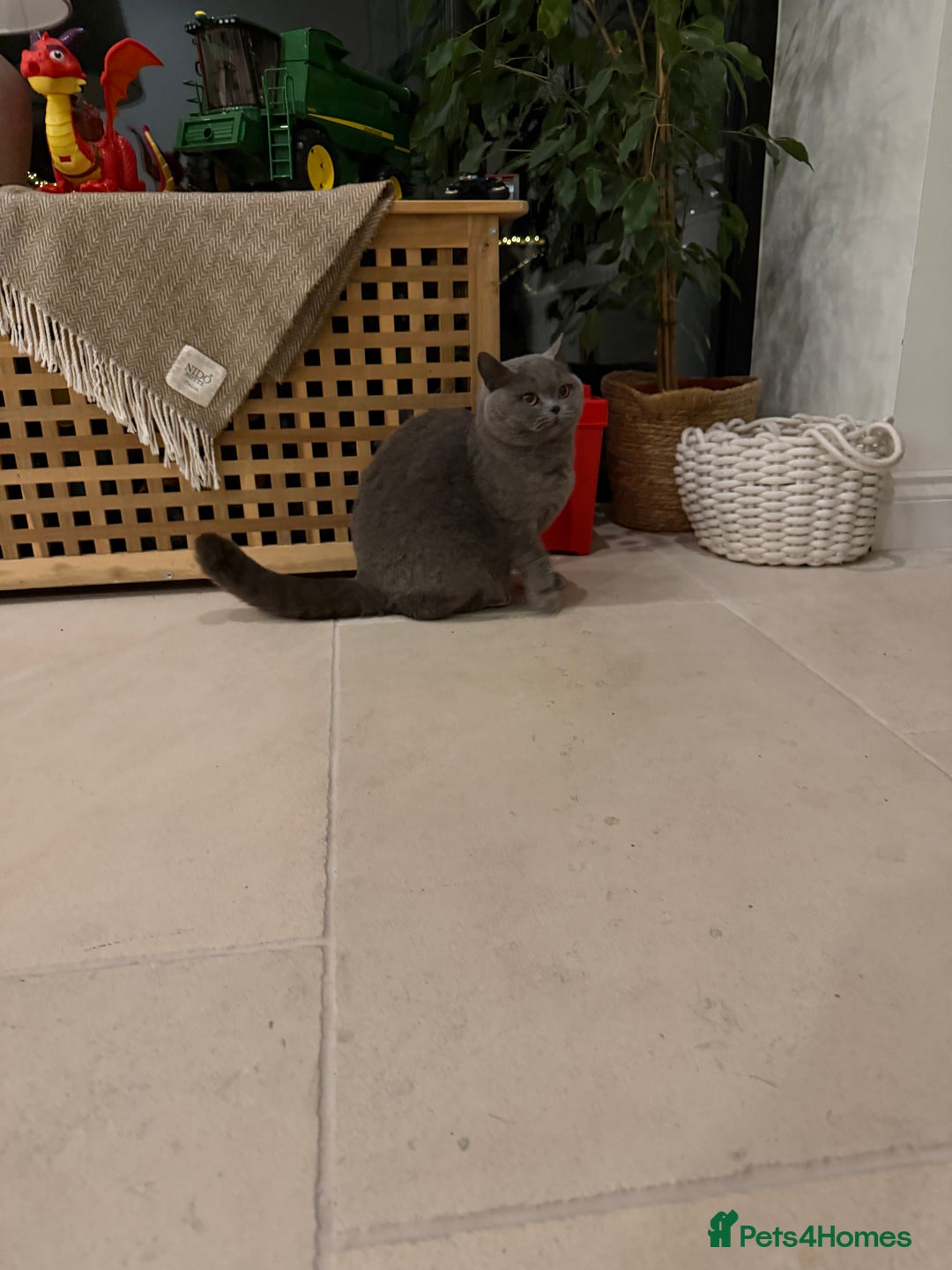 British Shorthair cats for sale: Retired Queen - Blue British Shorthair  - Advert 3